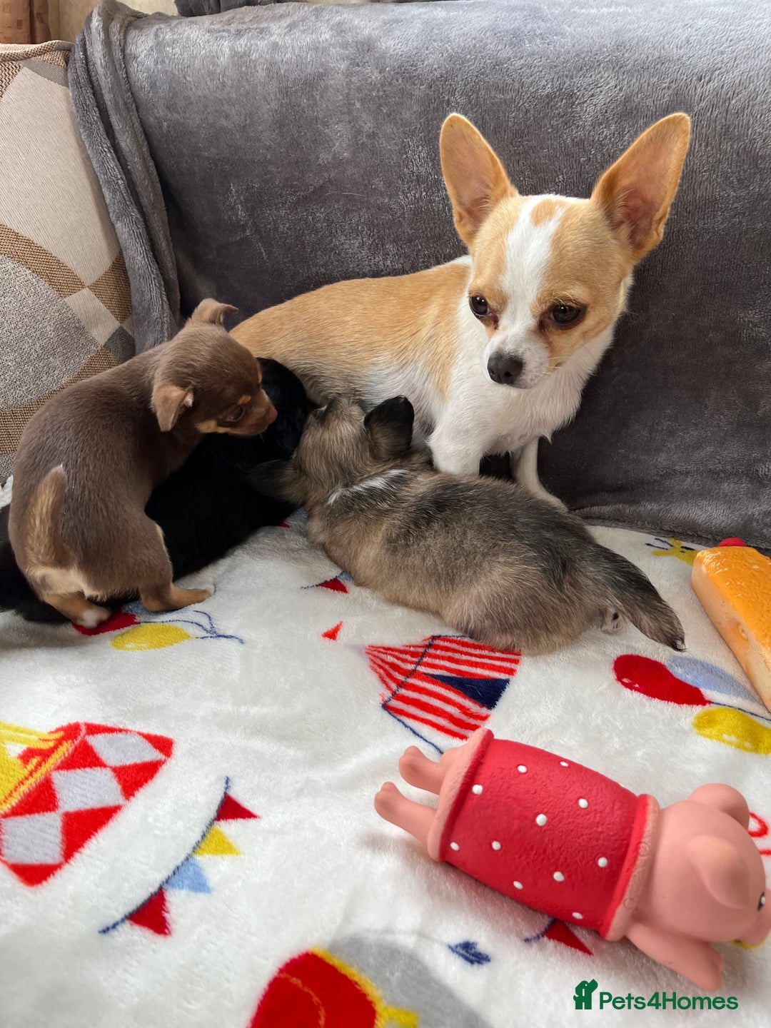 Chihuahua dogs for sale: 3 beautiful chihuahuas - Image 2