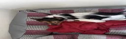 Jack Russell dogs for sale: Beautiful Jack Russell pups  in Bilston - Advert 1