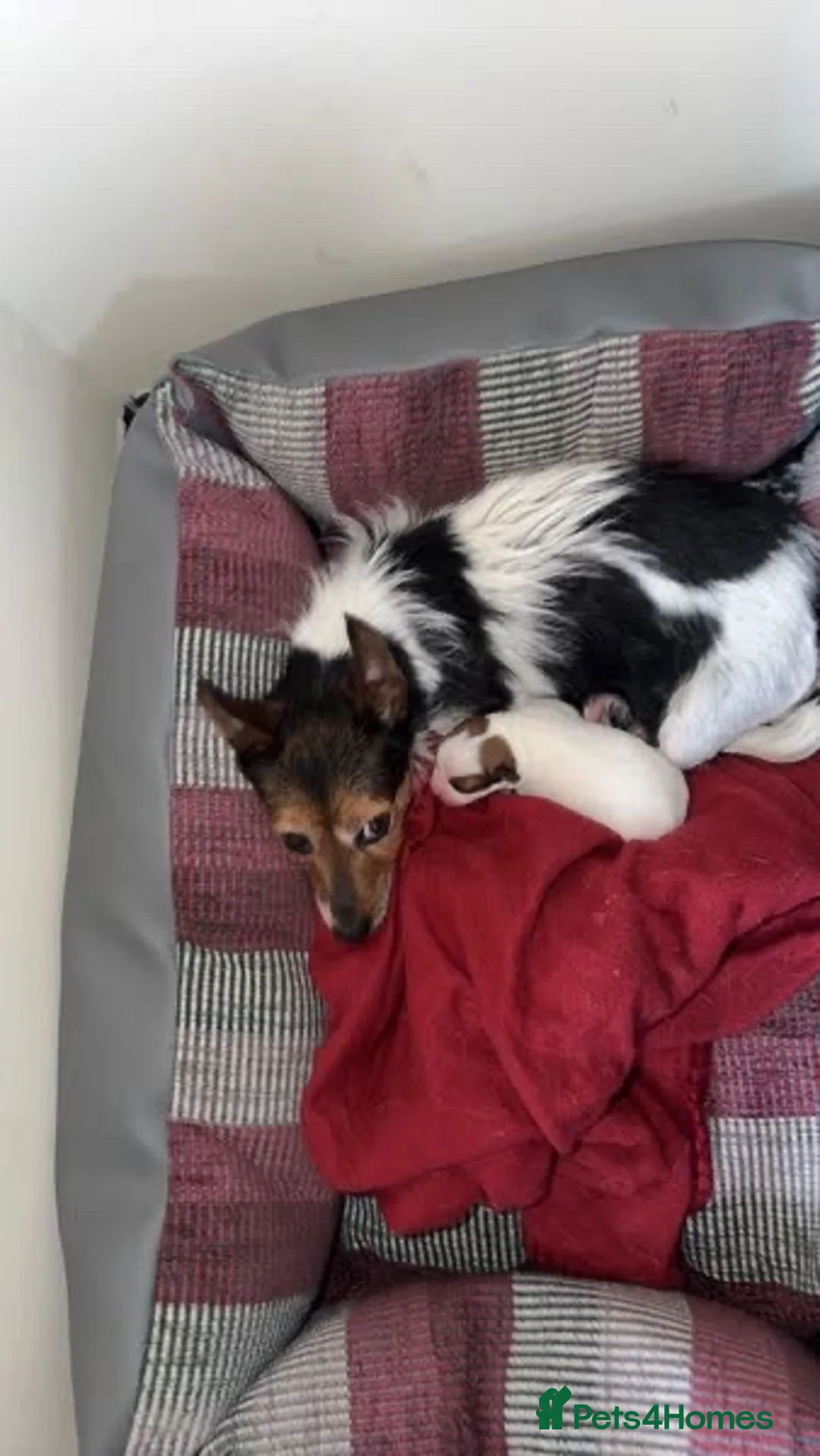 Jack Russell dogs for sale: Beautiful Jack Russell pups  in Bilston - Advert 1