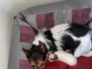 Jack Russell dogs Beautiful Jack Russell pups - Advert 2