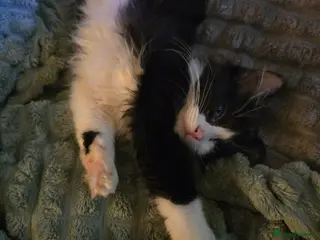 Mixed Breed cats Beautiful kittens - Advert 1