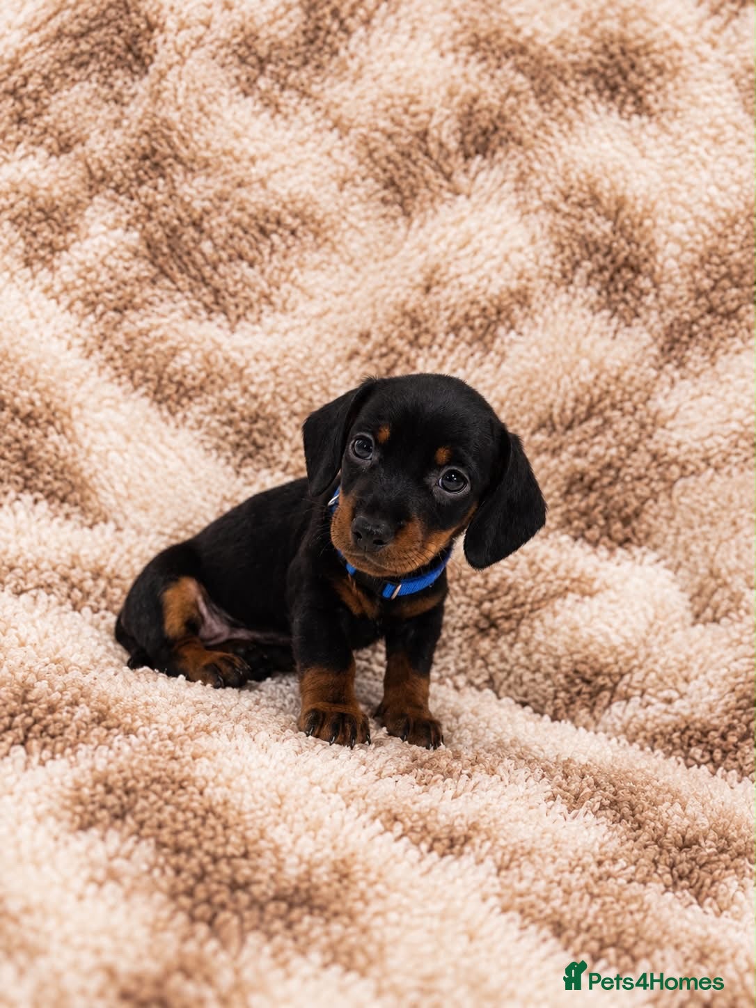 Miniature Dachshund dogs for sale: LAST BOY READY TO LEAVE NOW! MINIATURE DACHSHUNDS - Advert 9