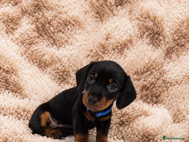 Miniature Dachshund dogs for sale: LAST BOY READY TO LEAVE NOW! MINIATURE DACHSHUNDS - Advert 9