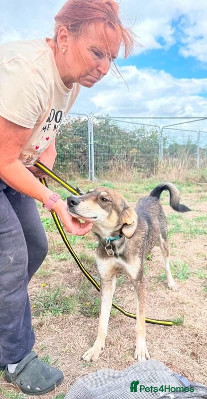 Mixed Breed dogs Numi - Norwich Norfolk  - Advert 1
