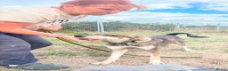 Mixed Breed dogs for adoption: Numi - Norwich Norfolk  - Advert 1