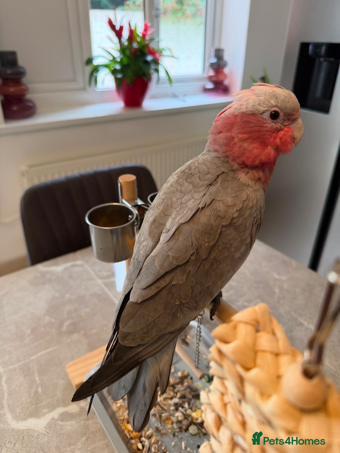 Mixed Breed birds Beautiful Hand-Reared Galah Babies – Fully Weaned  - Advert 2