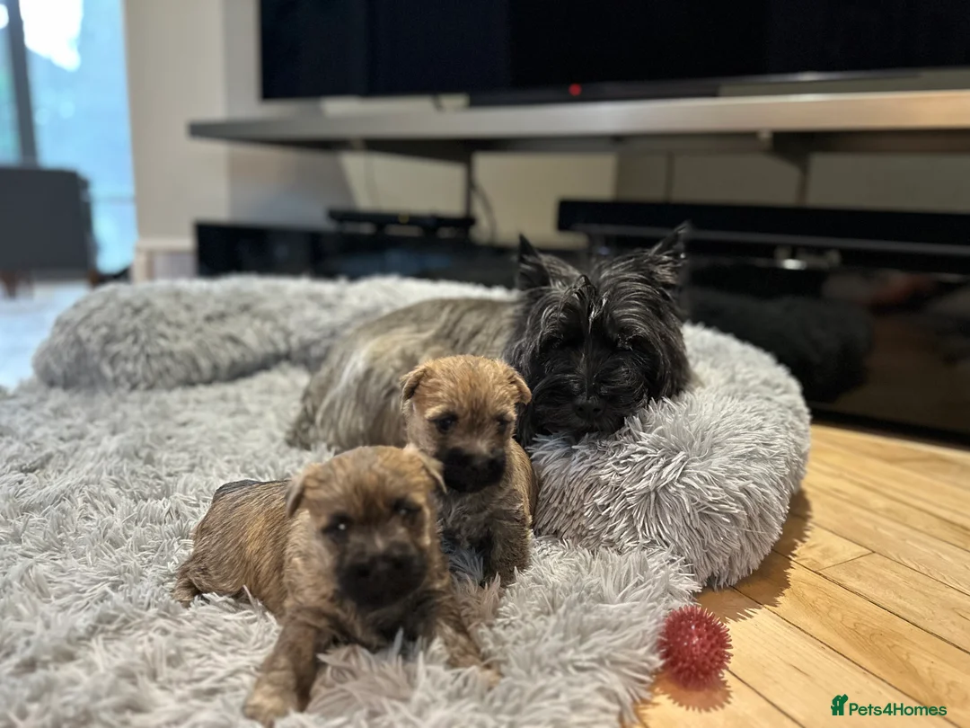 Cairn Terrier dogs for sale: Cairn terrier pups  - Advert 19