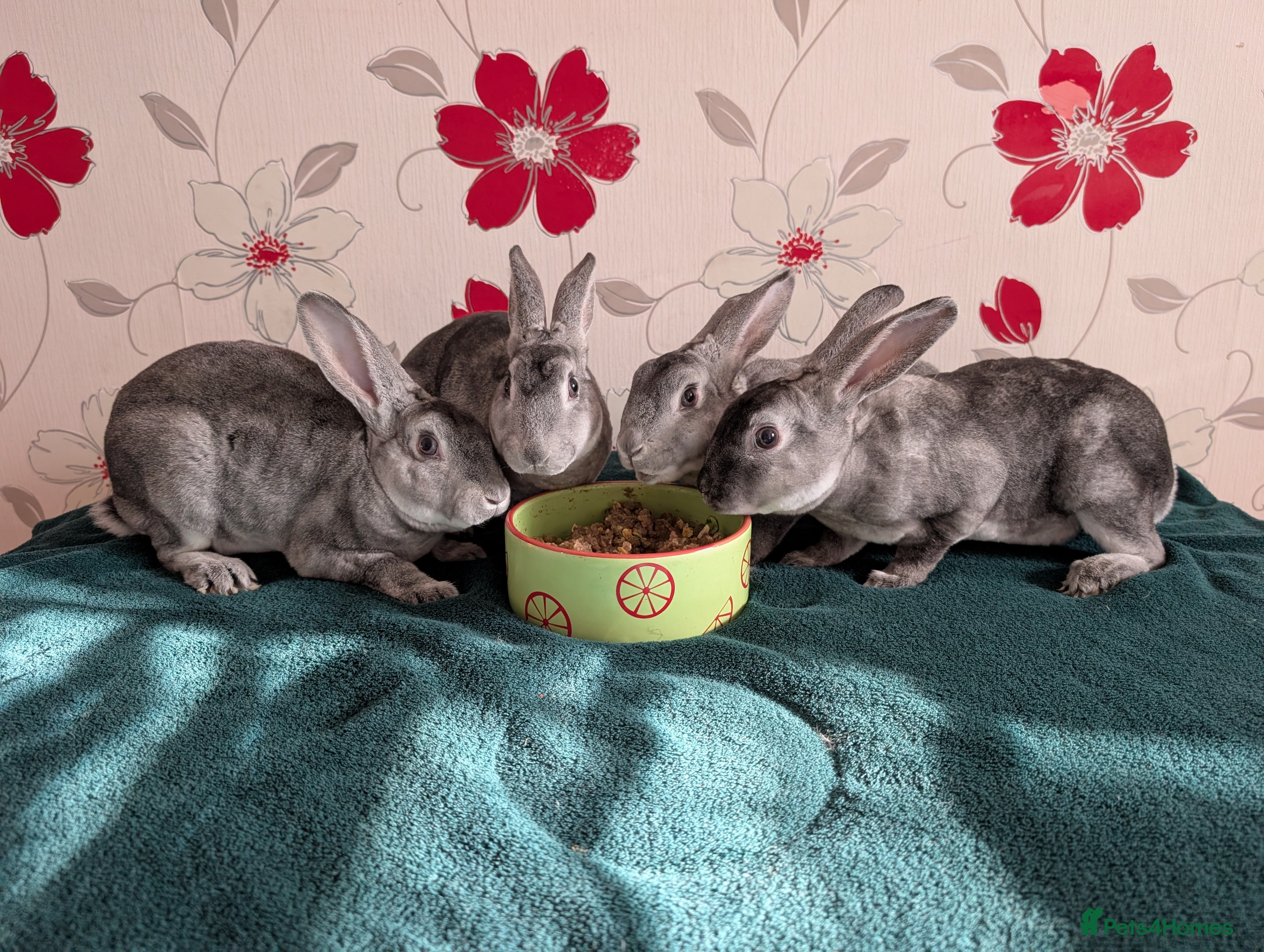 Rex rabbits Standard Rex Bucks - Advert 1