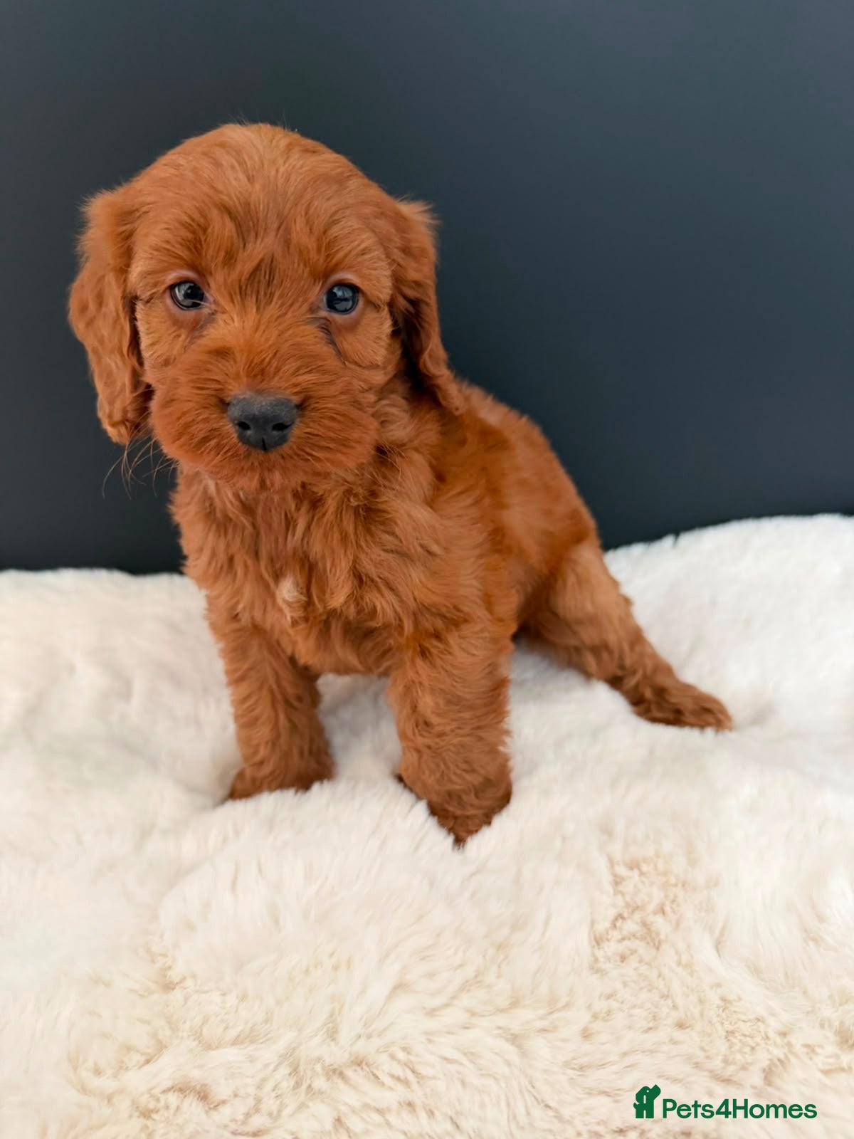 Cockapoo dogs Cockapoo Puppies - Advert 1