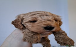 Cavapoo dogs for sale: 3 Gorgeous Cavapoo puppies - Image 9