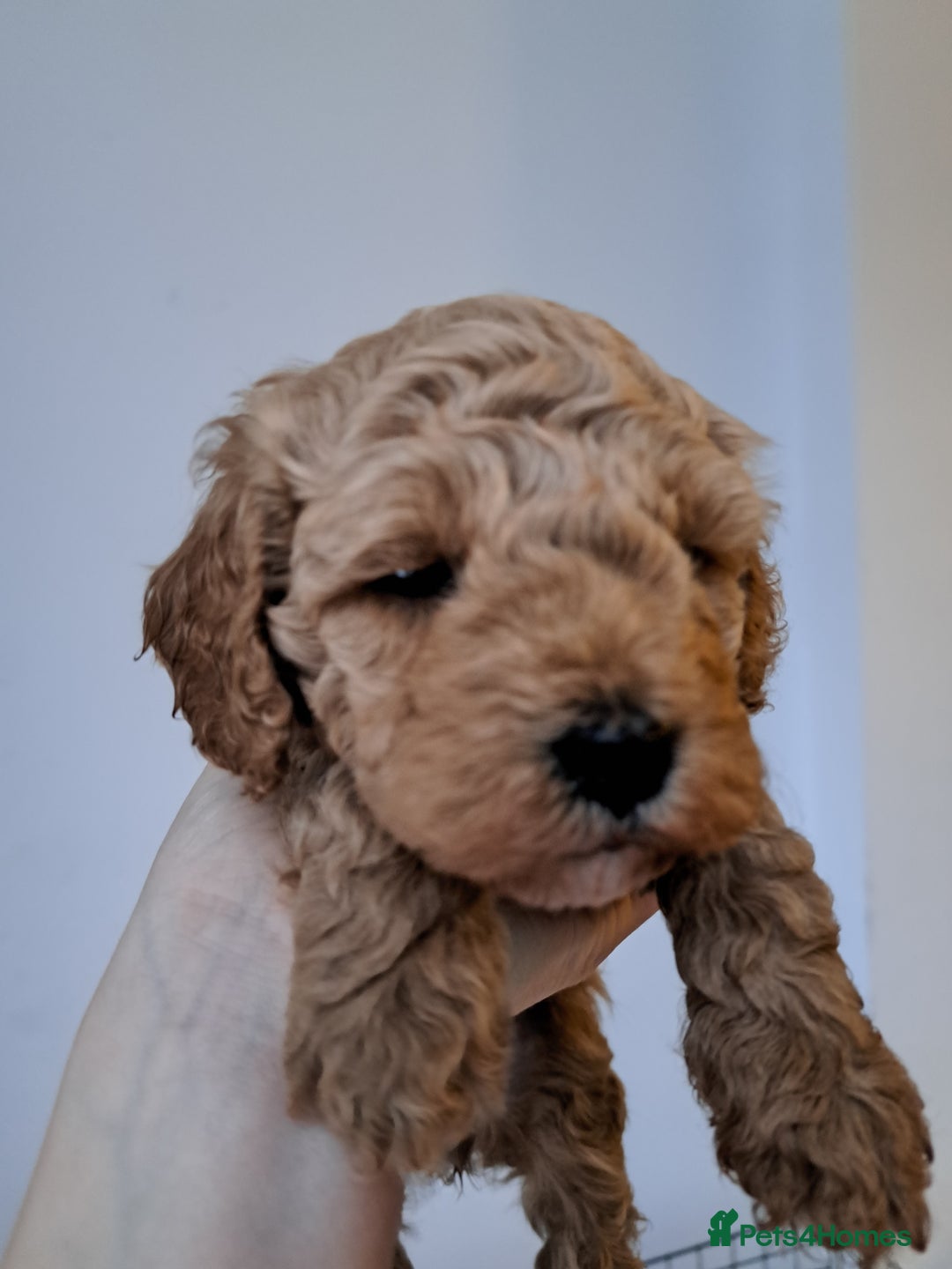 Cavapoo dogs for sale: 3 Gorgeous Cavapoo puppies - Image 9