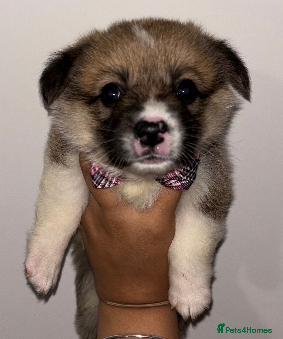 Welsh Corgi Pembroke dogs for sale: Welsh Pembroke corgis  - Image 15