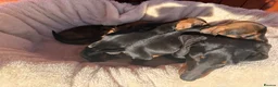 Miniature Dachshund dogs for sale: Miniature dachshund puppies in Salisbury - Advert 19