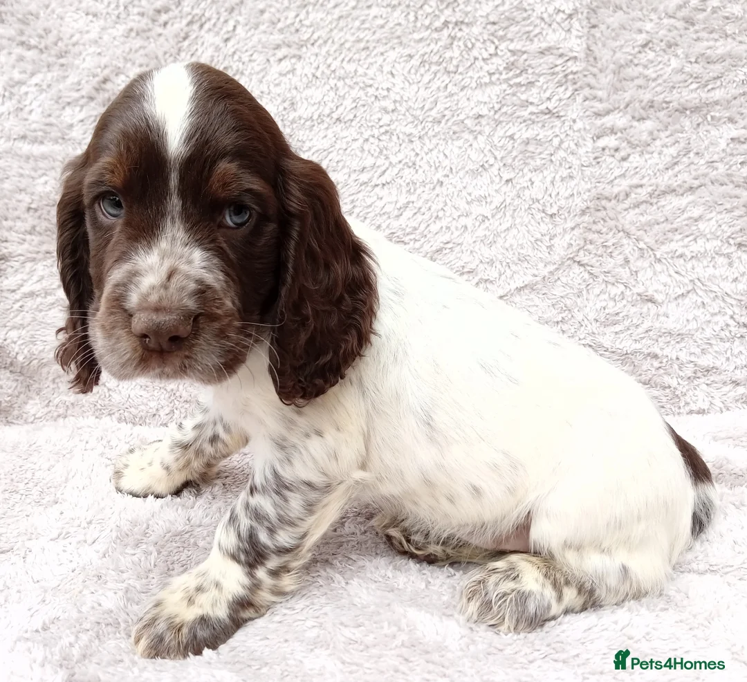 Cocker Spaniel dogs for sale: Cocker spaniel puppies. - Advert 6