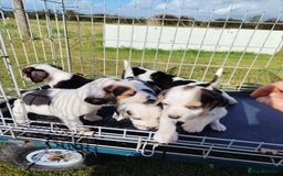 Beagle dogs for sale: 2 Gorgeous beagle puppies left - Image 8