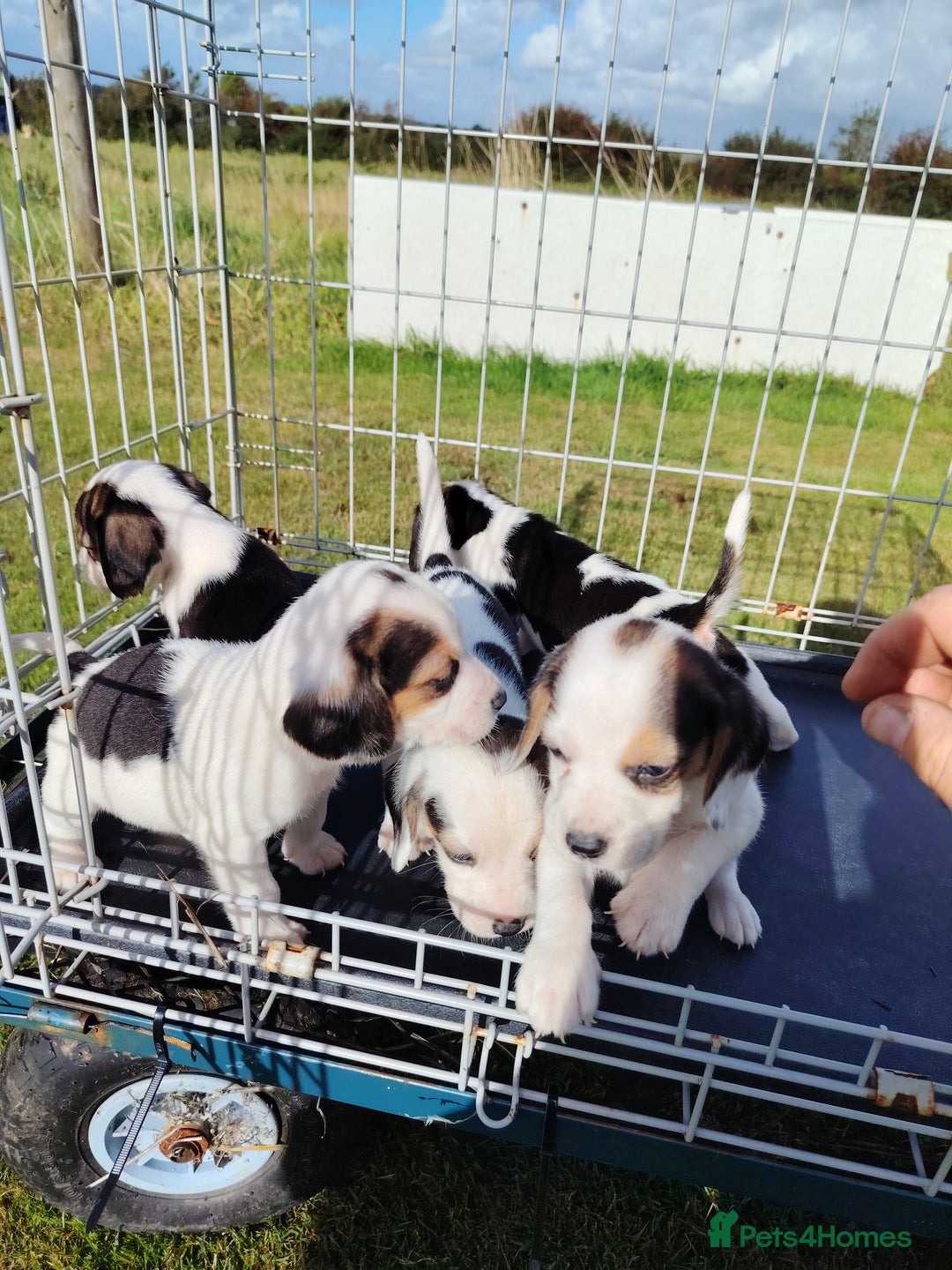 Beagle dogs for sale: 2 Gorgeous beagle puppies left - Image 8