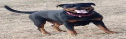 Rottweiler dogs for sale: KC  REGISTERED Chunky bold pups - Advert 3