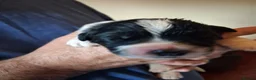 Newfoundland dogs for sale: Landseer Newfoundland Puppies - Advert 22