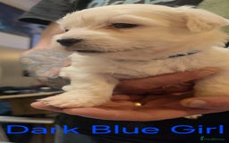 Maltese dogs for sale: Adorable Maltese puppies - Image 12