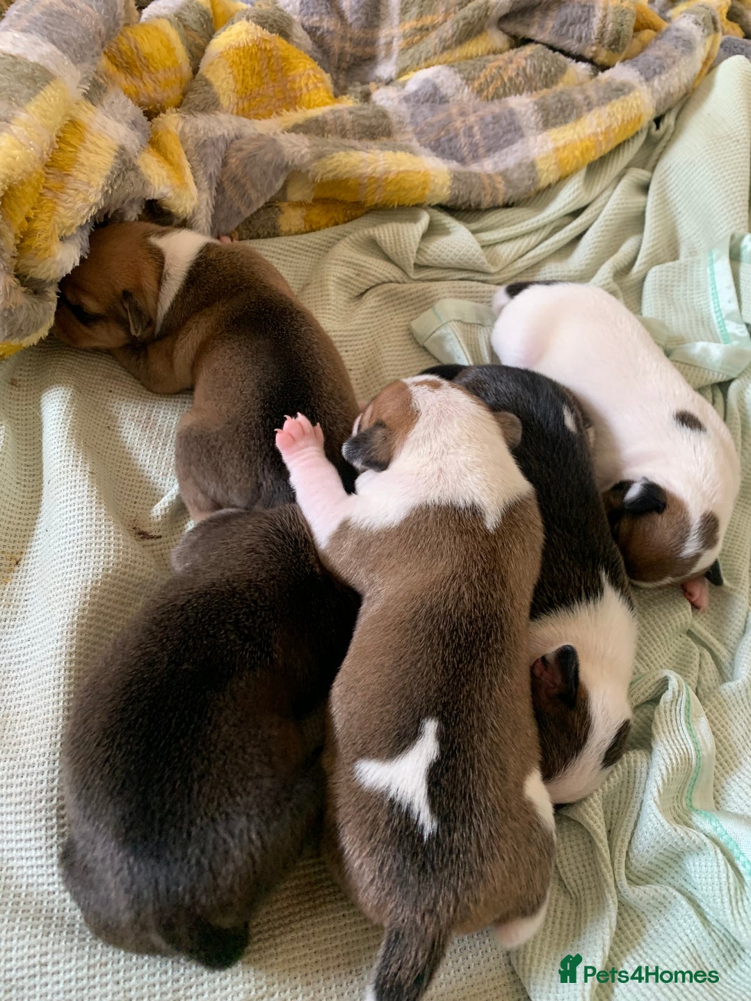 Staffordshire Bull Terrier dogs for sale: Staffordshire Bull Terrier puppies  - Image 15