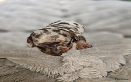 Miniature Dachshund dogs for sale: Dapple miniature dachshund - Image 14