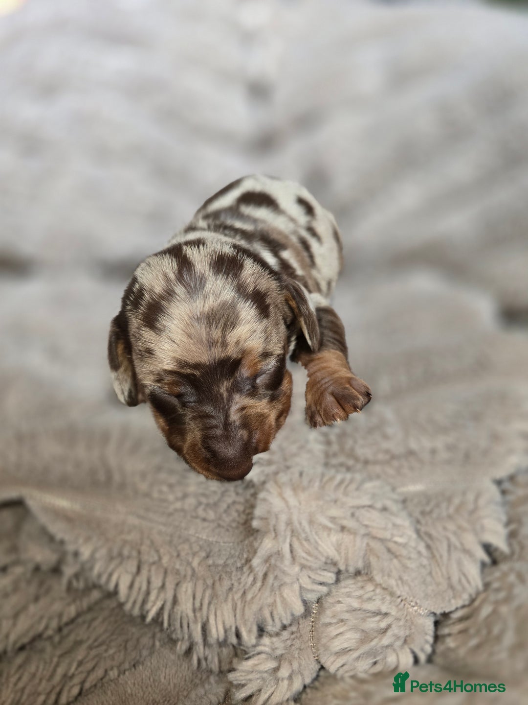 Miniature Dachshund dogs for sale: Dapple miniature dachshund - Image 14