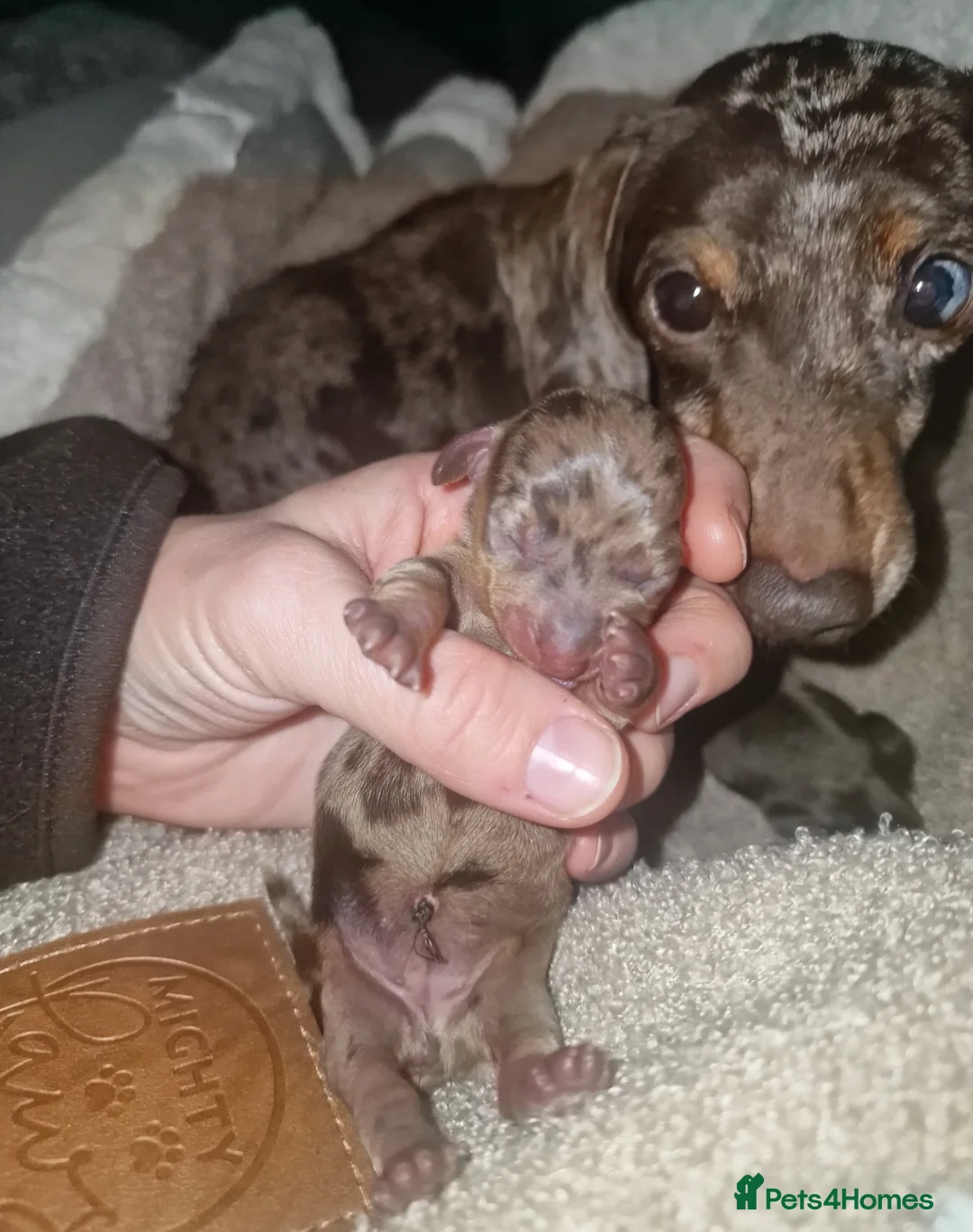 Miniature Dachshund dogs for sale: Female chocolate dapple READY NOW - Advert 4