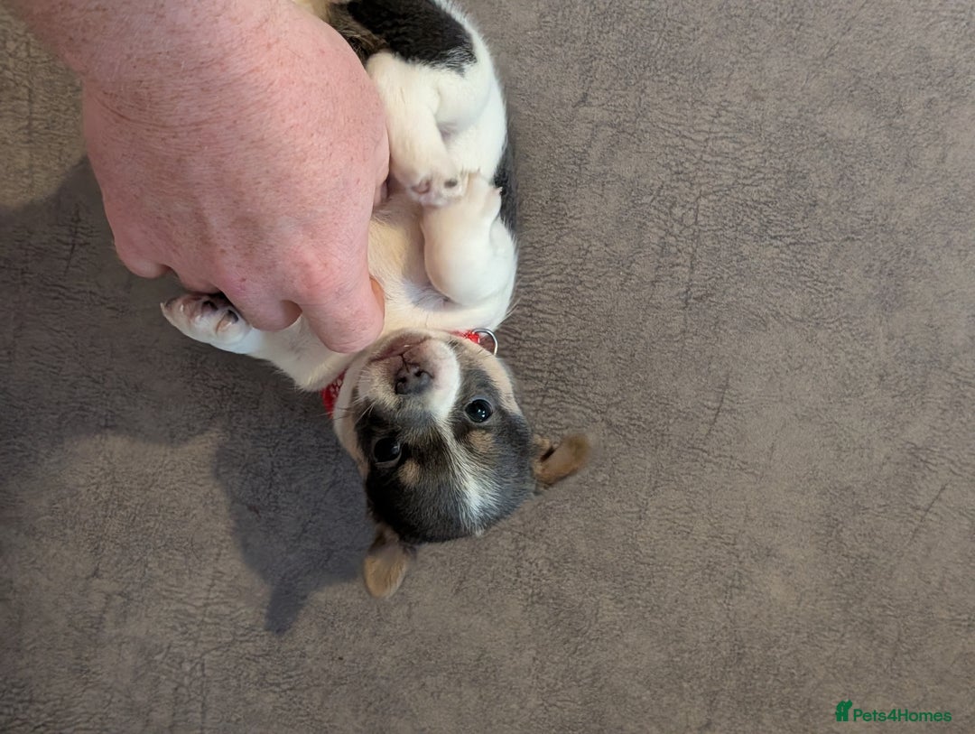 Jack Russell dogs for sale: Quality Miniature Jack Russells  - Advert 4