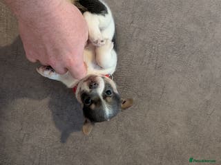 Jack Russell dogs Quality Miniature Jack Russells - Advert 10