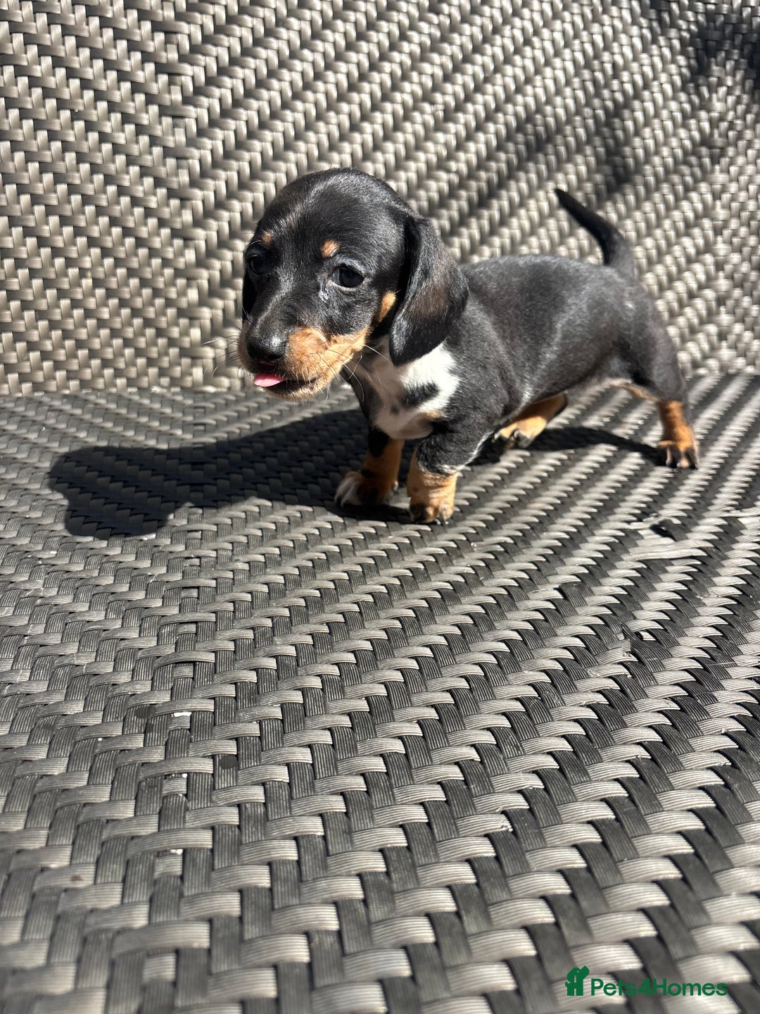 Dachshund dogs for sale: Dachshund Puppies  - Image 12