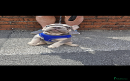 French Bulldog dogs for sale: ** frenchies  - Image 22