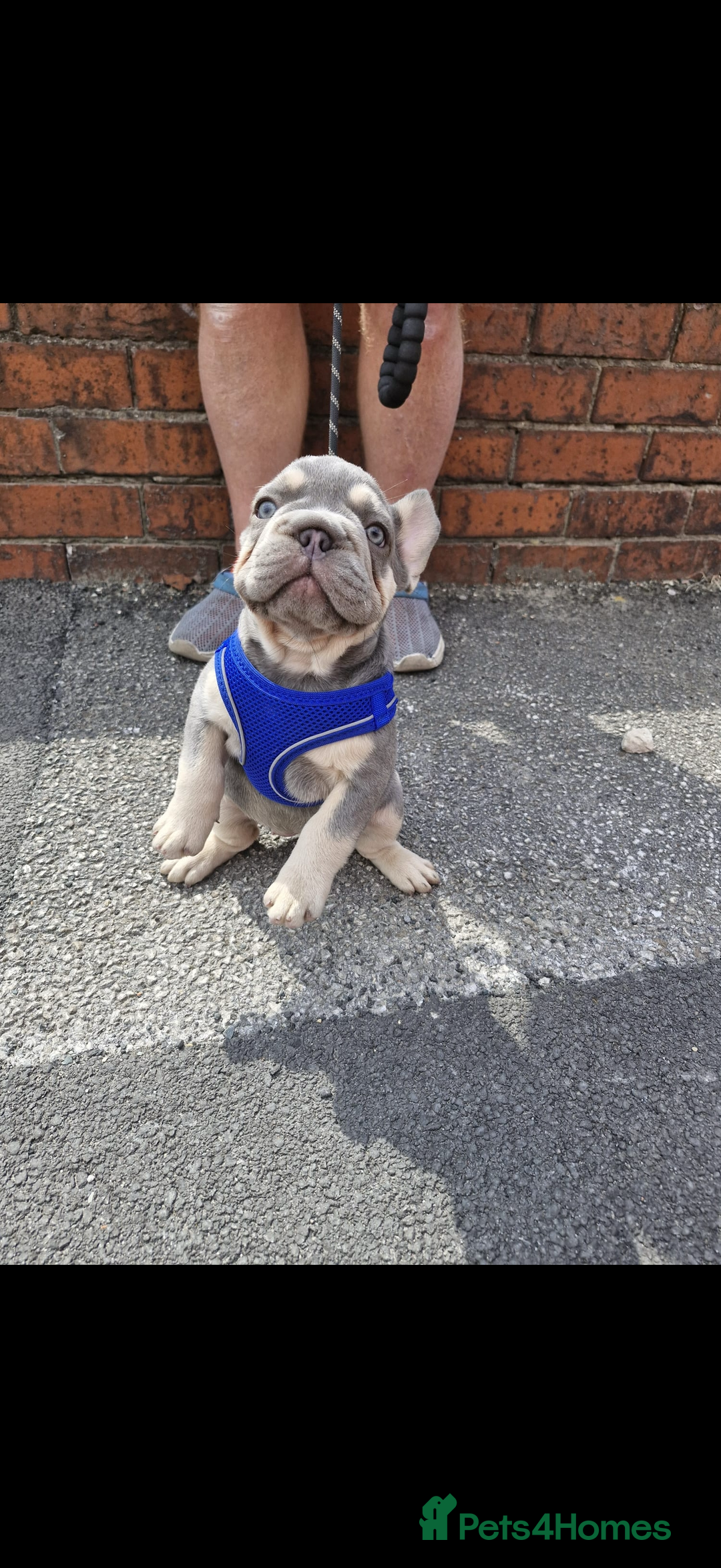 French Bulldog dogs for sale: ** frenchies  - Image 22