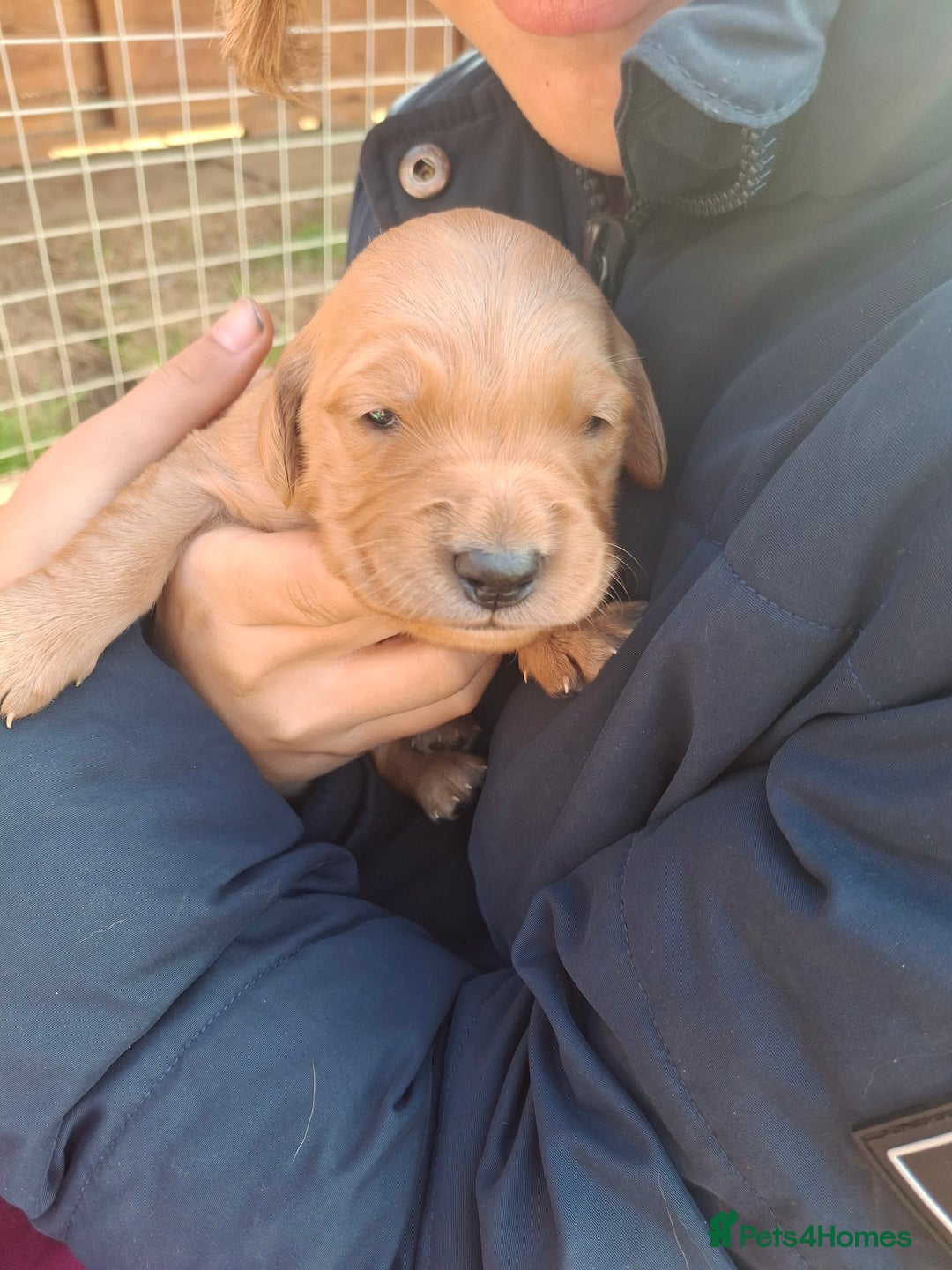 Golden Retriever dogs for sale: Working golden retriever puppies  - Image 20