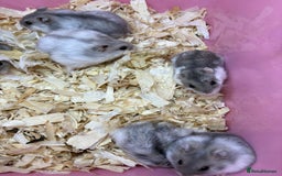 Hamster rodents for sale: Cute, friendly dwarf hamsters  - Image 10