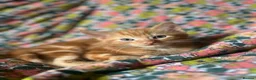 Domestic Shorthair cats for sale: Gorgeous litter - 2 ginger boys and 1 tabby girl  - Advert 4