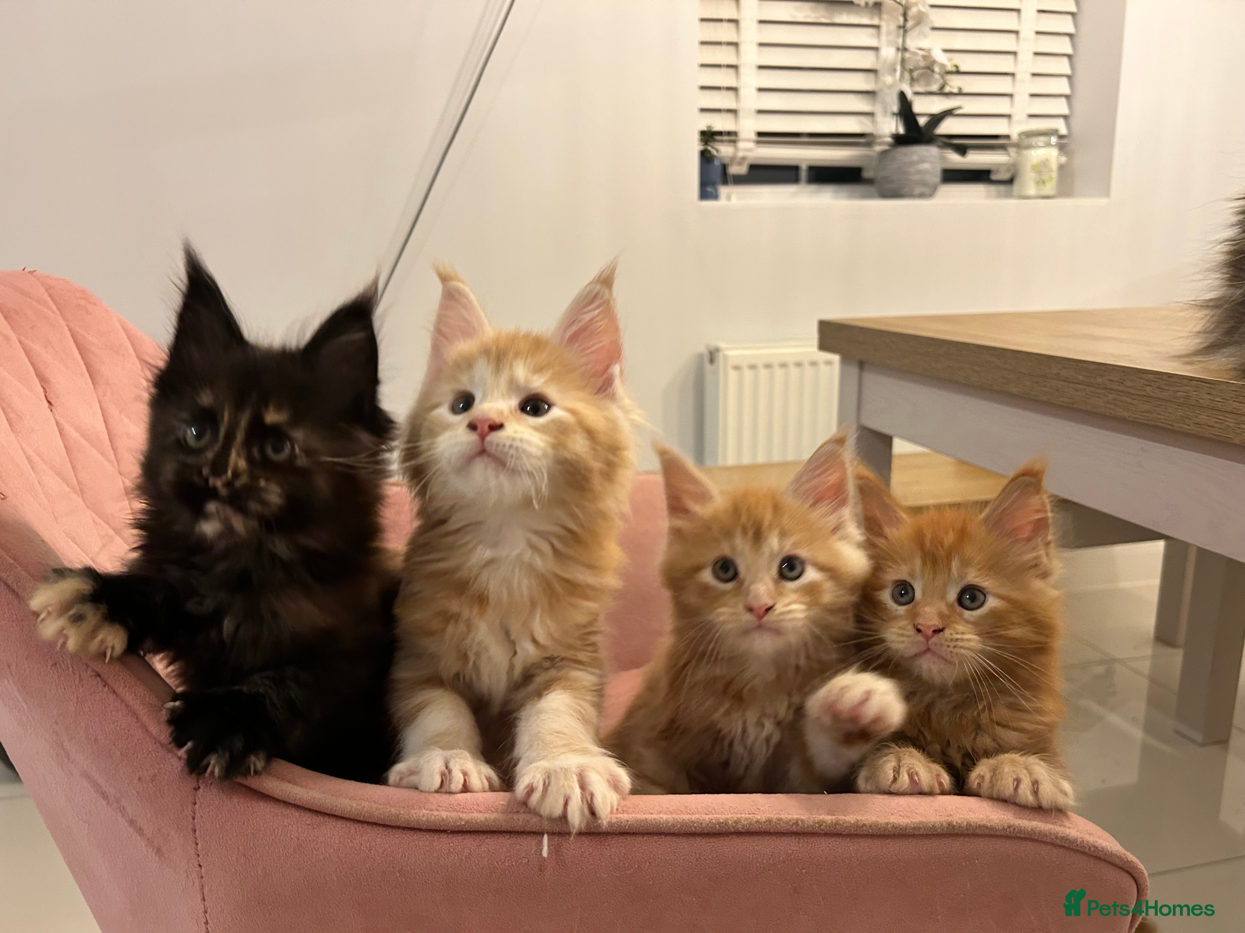 Maine Coon cats Maine Coon kittens - Advert 10