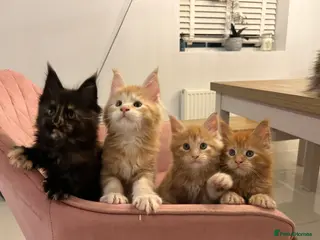 Maine Coon cats Maine Coon kittens - Advert 10