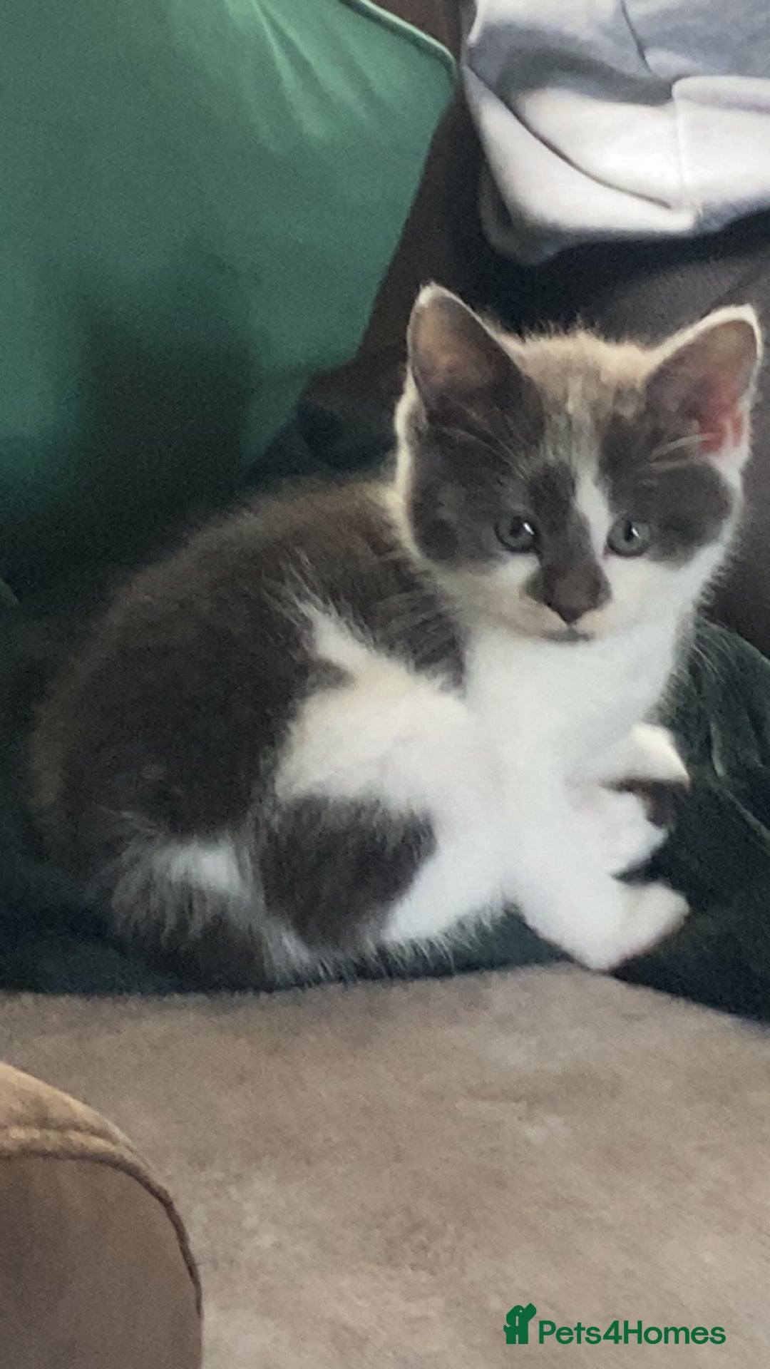 Mixed Breed cats for sale: READY NOW  - Image 8