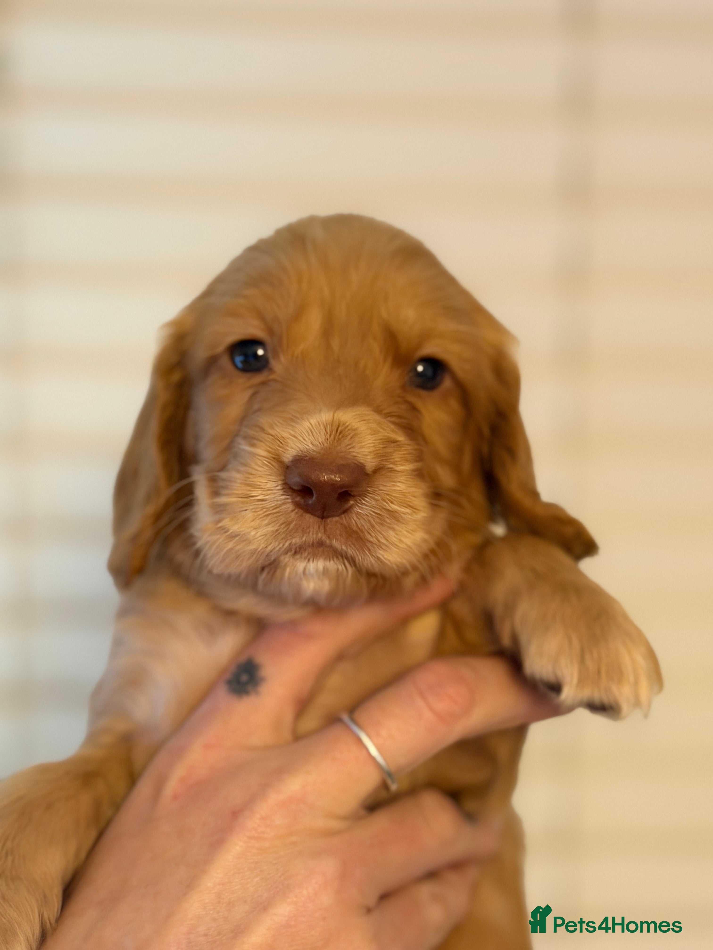 Sprocker dogs Sprocker pups  - Advert 5