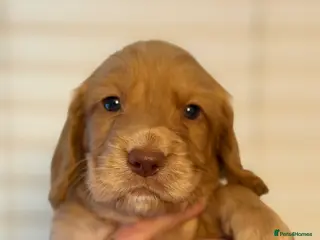 Sprocker dogs Sprocker pups - Advert 5