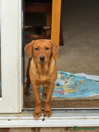 Labrador Retriever dogs - Advert 2