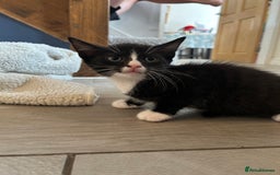 British Shorthair cats for sale: 7 gorgeous kittens for sale ** - Image 5