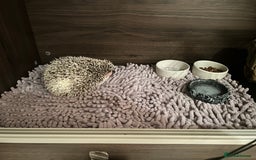 Pygmy Hedgehog rodents for sale: African Pygmy hedgehog  - Image 6