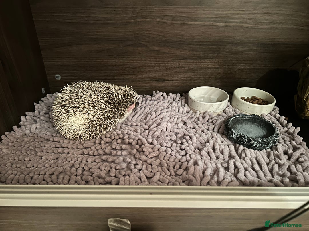 Pygmy Hedgehog rodents for sale: African Pygmy hedgehog  - Image 6