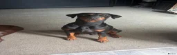 Dobermann dogs for stud: Diablo for stud - Advert 4