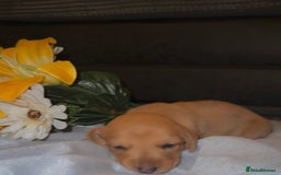 Mixed Breed dogs for sale: 💛Dorgi Puppies🤎 - Image 7