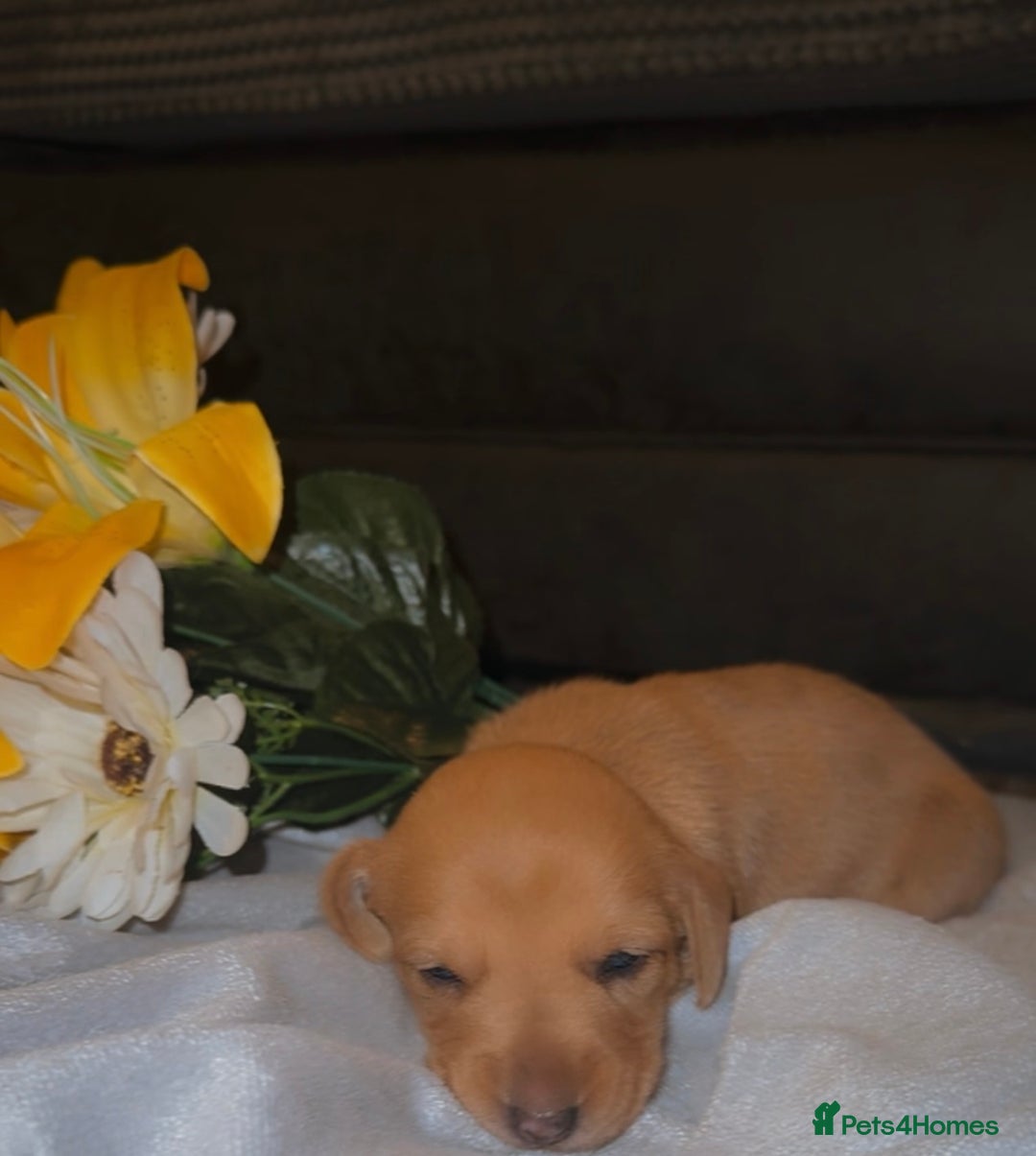 Mixed Breed dogs for sale: 💛Dorgi Puppies🤎 - Image 7