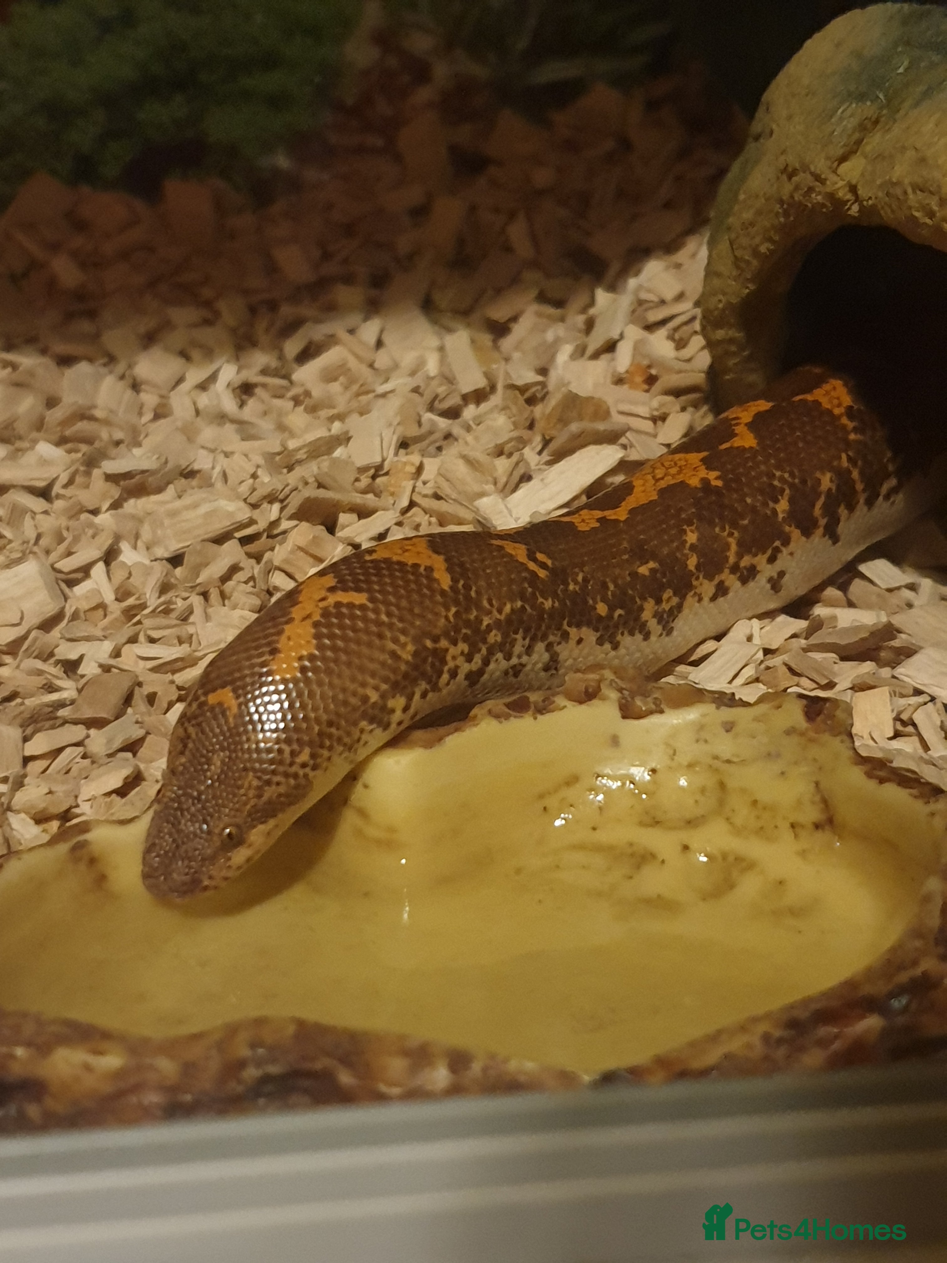 Snake reptiles Kenyan Sand Boa and enclosure  - Advert 1