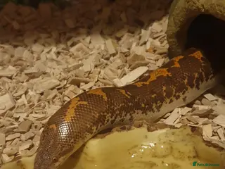 Snake reptiles Kenyan Sand Boa and enclosure - Advert 1