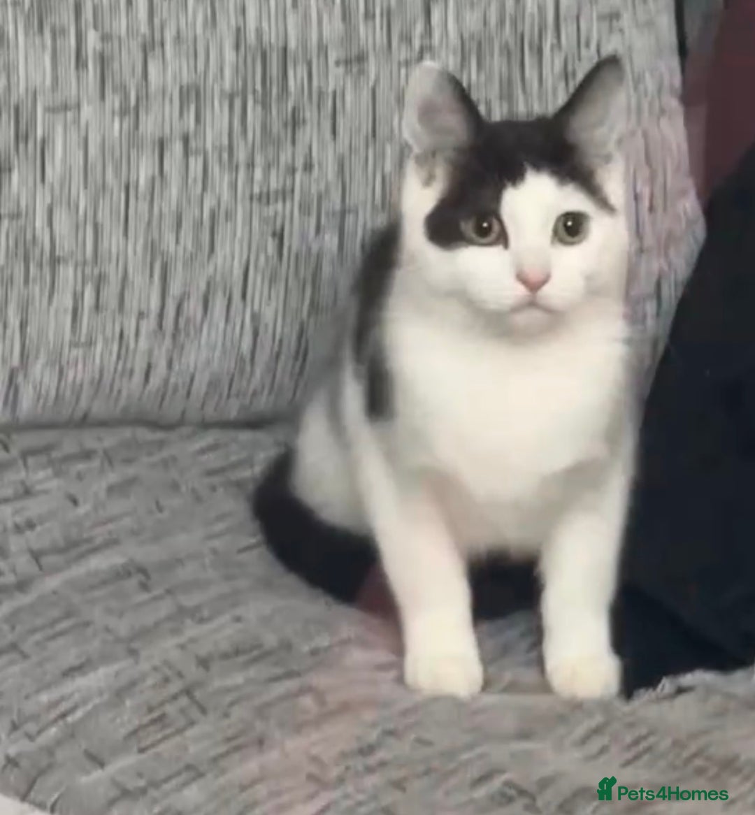 Mixed Breed cats for sale: Male Brown and white Cat - Advert 1